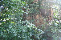 NY Botanical Gardens