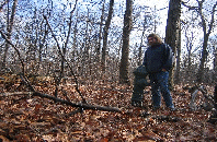 A Hydrant in the Woods
