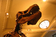Tyrannosaurus Rex in NY
