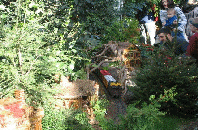 Trains at the NY Botanical Gardens