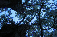 Looking up at the blossoms