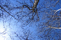 Looking up through the trees
